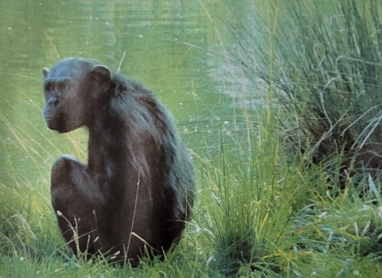 Les conflits Homme/faune : la question du chimpanzé